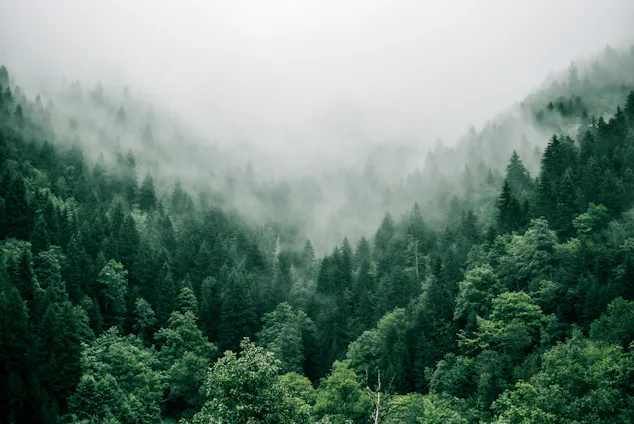 Investissement forestier : la nouvelle alternative qui séduit